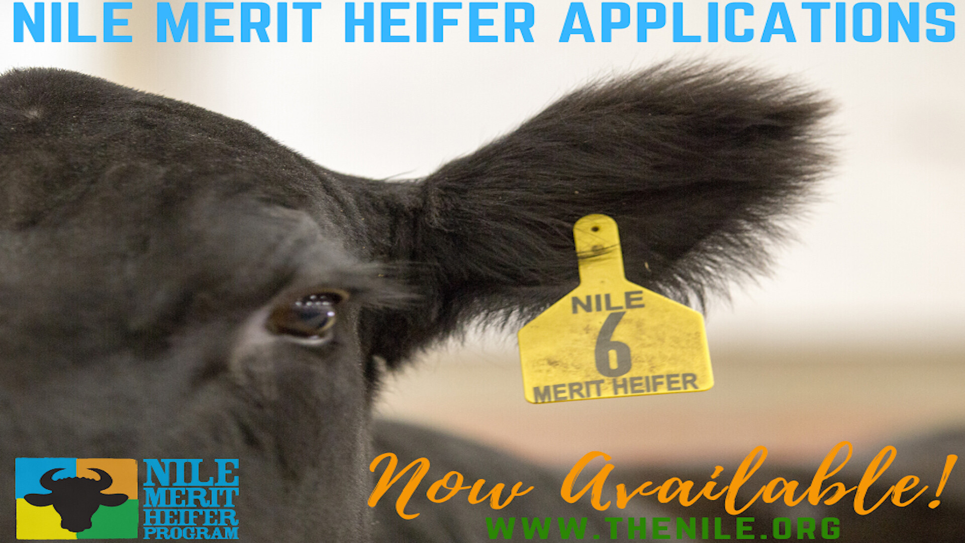The Legacy Continues with the 2024 NILE Merit Heifer Program