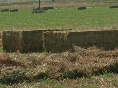 Entries Open for 2023 World Forage Analysis Superbowl