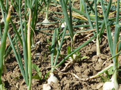 USDA Expands Risk Management Options