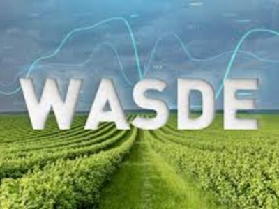 WASDE Wheat Questions