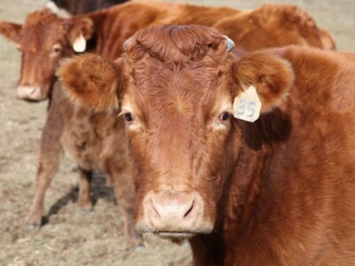 Cattle Inventory Falls