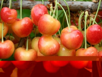 Cherry Health Benefits Pt 1