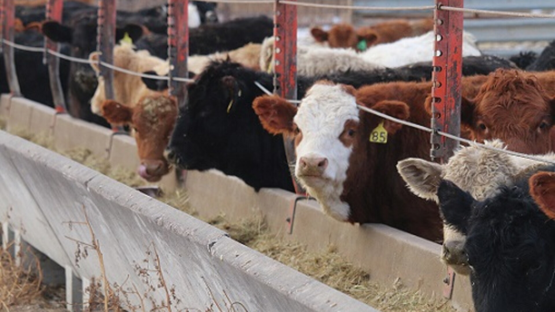 North American Cattle Groups Work to Prevent Disease