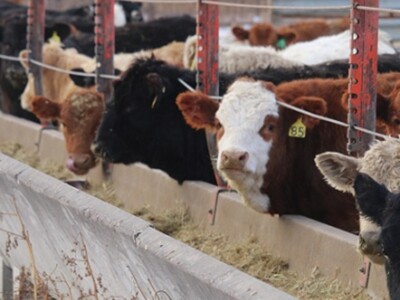 North American Cattle Groups Work to Prevent Disease