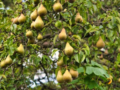 Pears from China Pt 1