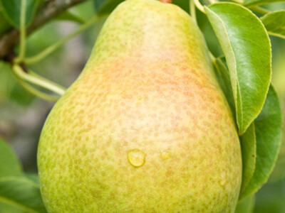 Pears from China Pt 2