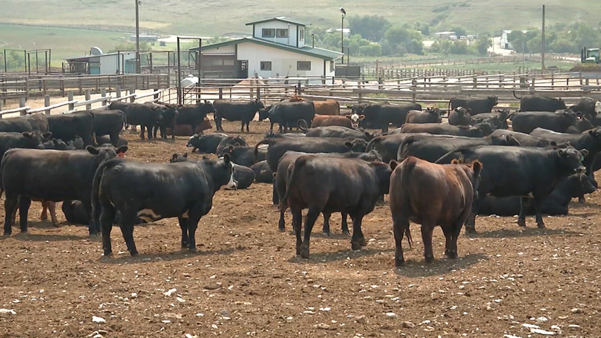 USDA Updates Livestock Disaster Payment Rate