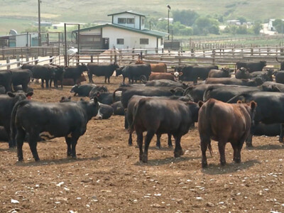 USDA Updates Livestock Disaster Payment Rate