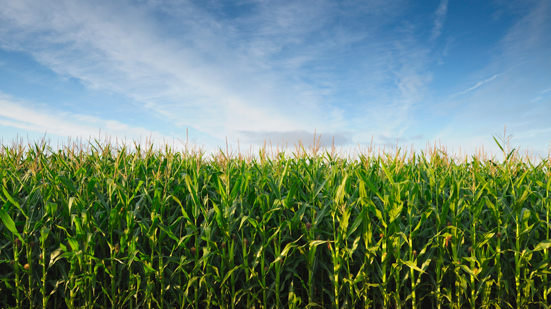 Rising U.S. Corn Yields Boost Production Without Additional Land
