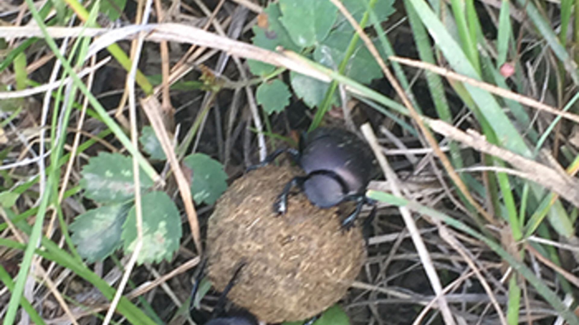 The Three Roles of the Dung Beetle