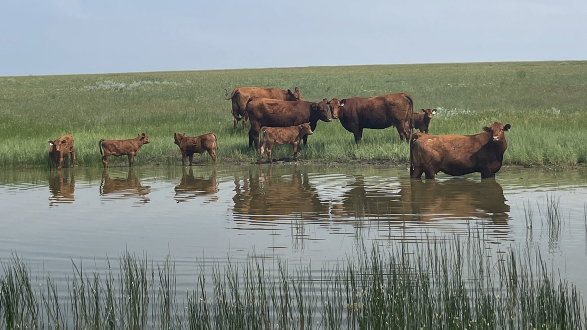 Cattle Liquidation: A Slower than Expected Process