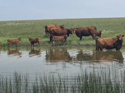 Cattle Liquidation: A Slower than Expected Process