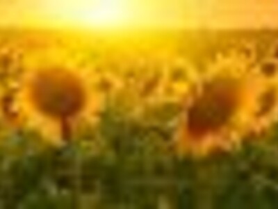 U.S. Sunflower Exports Down