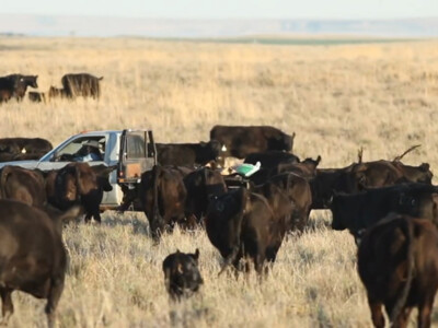 Students Encouraged to Apply for Beef Industry Scholarship