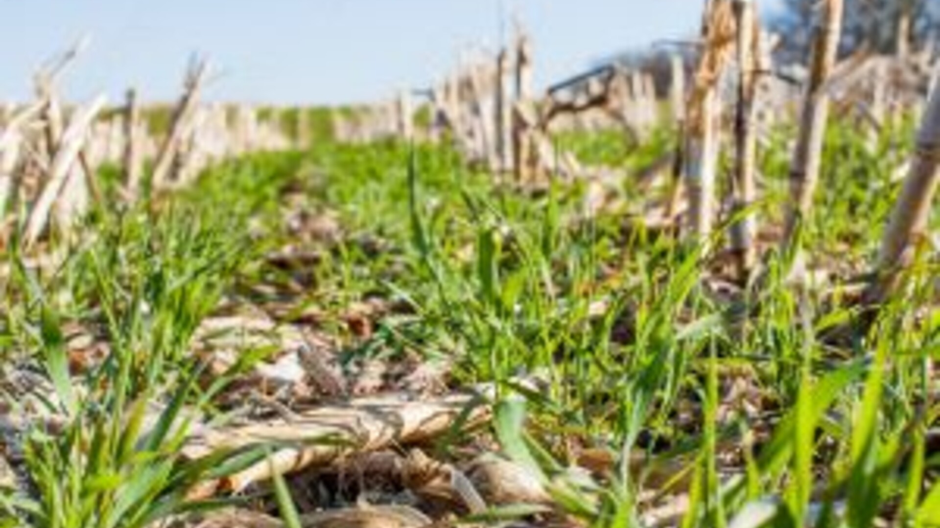 Sustainability Marketplace Grants Pays Farmers for Cover Crops