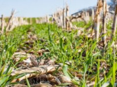 Sustainability Marketplace Grants Pays Farmers for Cover Crops