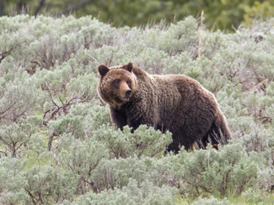Public Lands Council ESA Reform Priorities