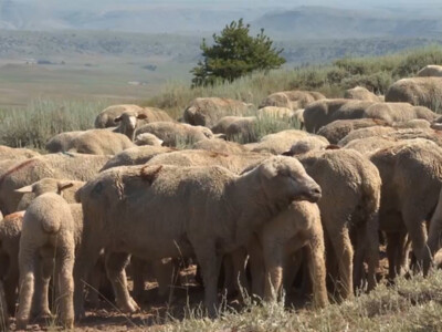 USDA Conducting Sheep Study in 2024