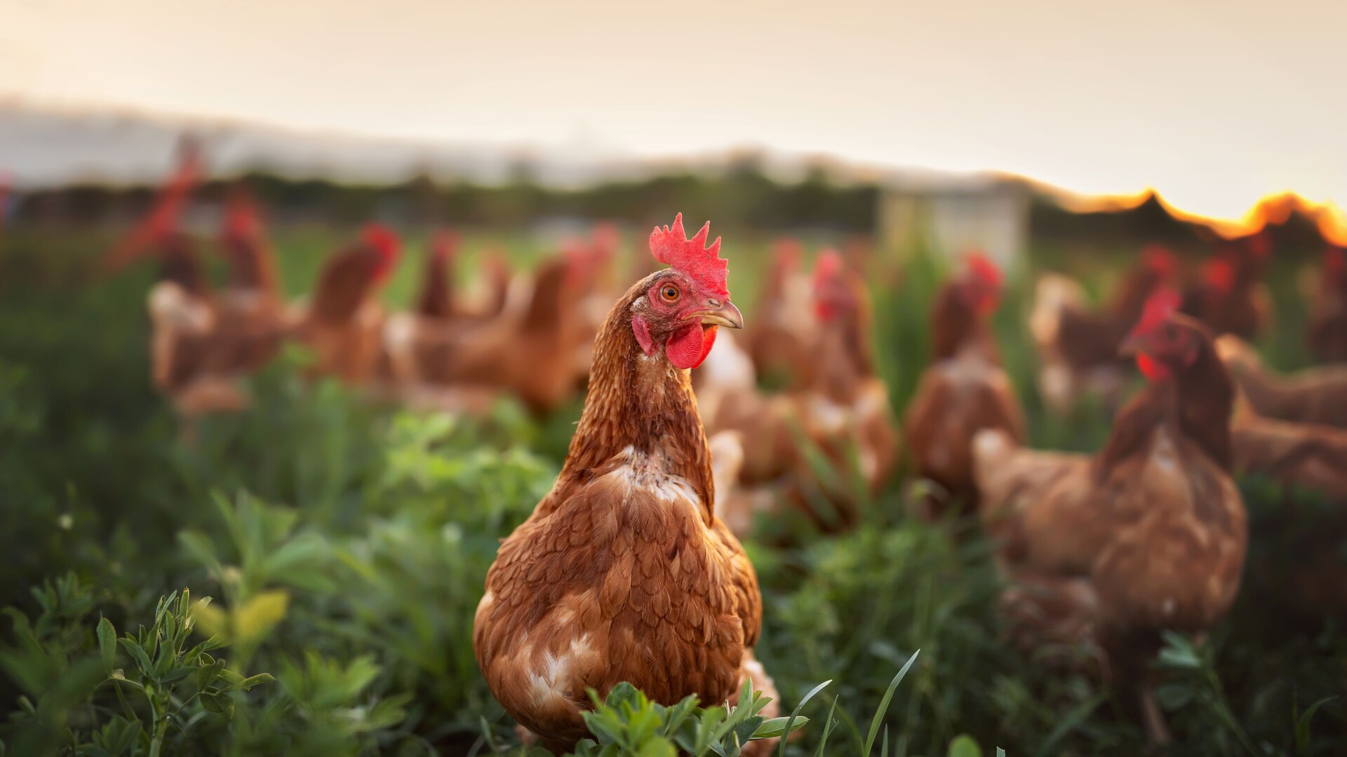 Highly Pathogenic Avian Influenza Expected to Mutate