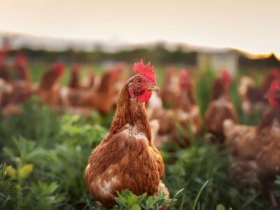 Highly Pathogenic Avian Influenza Expected to Mutate