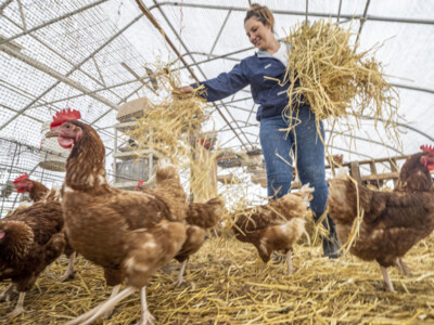USDA Wraps Up New organic Livestock Standards