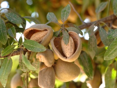 Low Almond Yields May Decrease Oversupply of Almonds