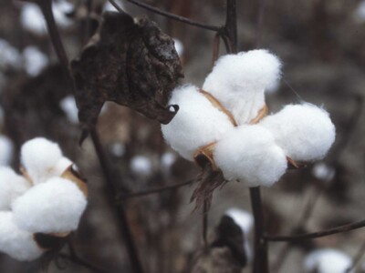 A Perfect Winter for U.S. Cotton?