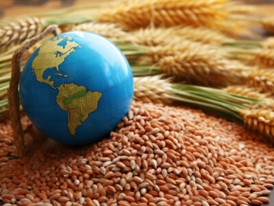 Opportunity for US Wheat Farmers Through New Program