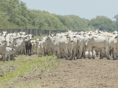 NCBA Again Strongly Opposes USDA’s Decision to Allow Paraguayan Beef Imports
