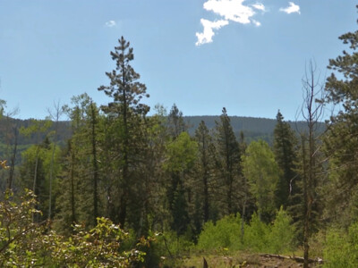 Injecting Carbon Into National Forests and Grasslands
