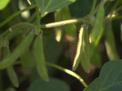 Genetically Modified Seed Prices Rising Faster Than Non-GM