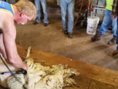 ASI Offers Shearing Grants Once Again