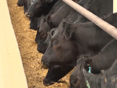 Feed Industry Applauds FEED Act