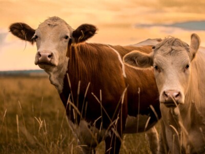 What is Causing Downward Volatility in the Cattle Market?