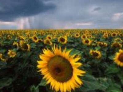 Pigweed a Big Problem for Sunflower Producers