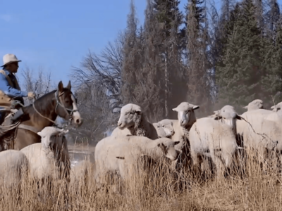 USDA Studying Sheep and Lamb Management