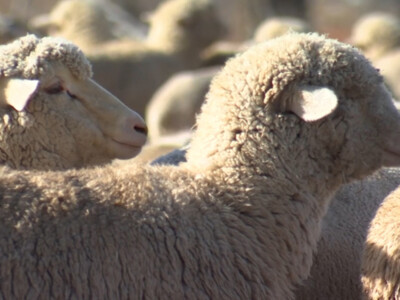 USDA Announces 2024 Wool and Mohair Marketing Assistance Loan Rates