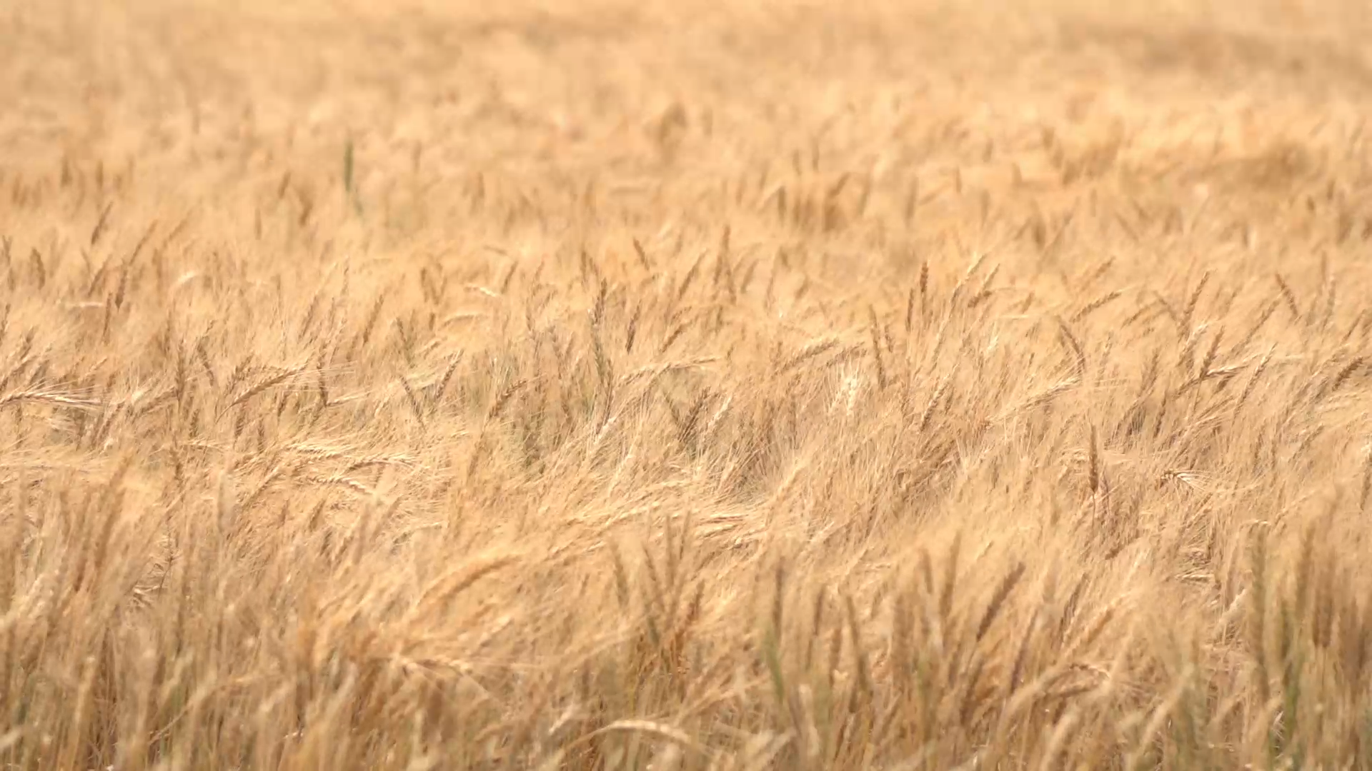 protein scale  Colorado Wheat