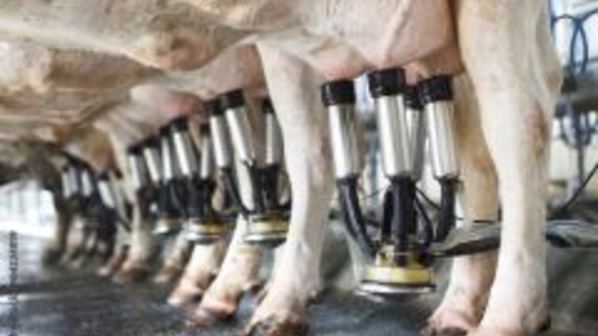 Dairy Producers Question Year Ahead