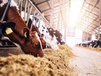Dairy Industry Group Hopes for Farm Bill Passage