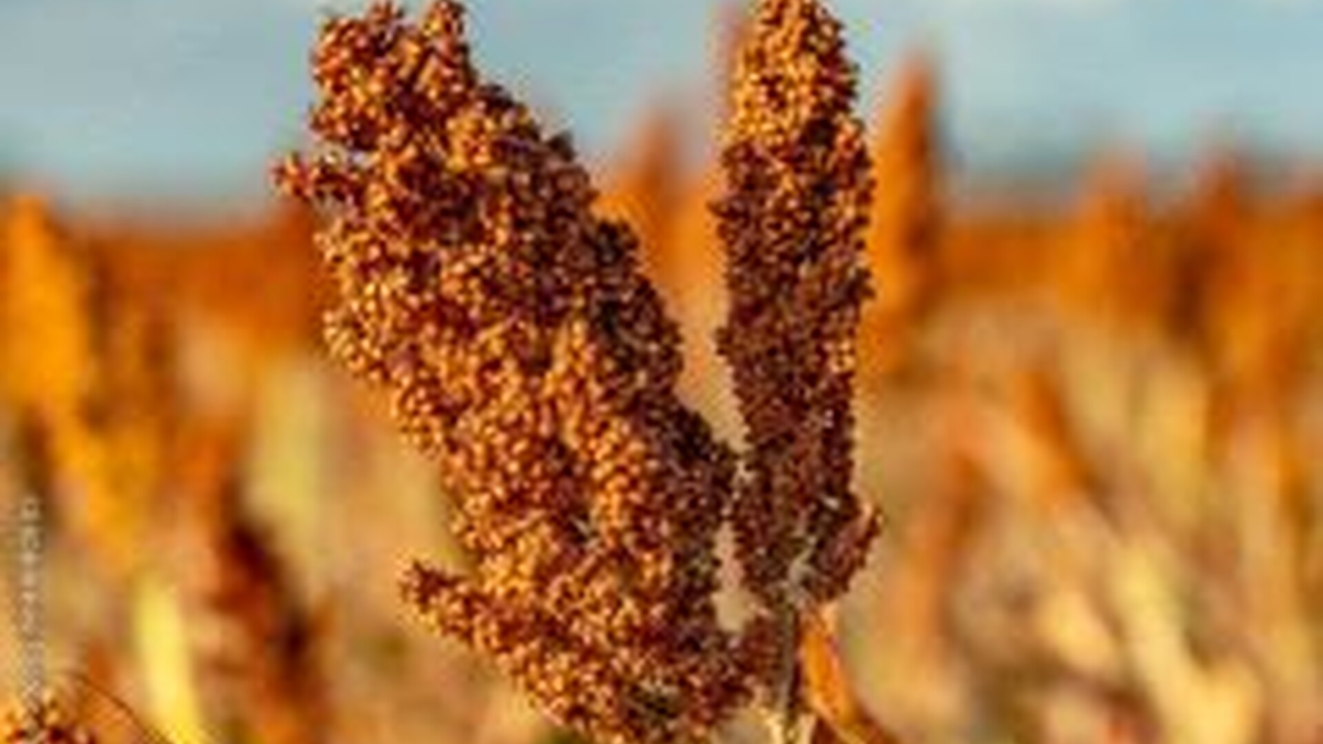 Sorghum Touted as the Resource-Conserving Crop