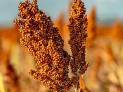 Sorghum Touted as the Resource-Conserving Crop