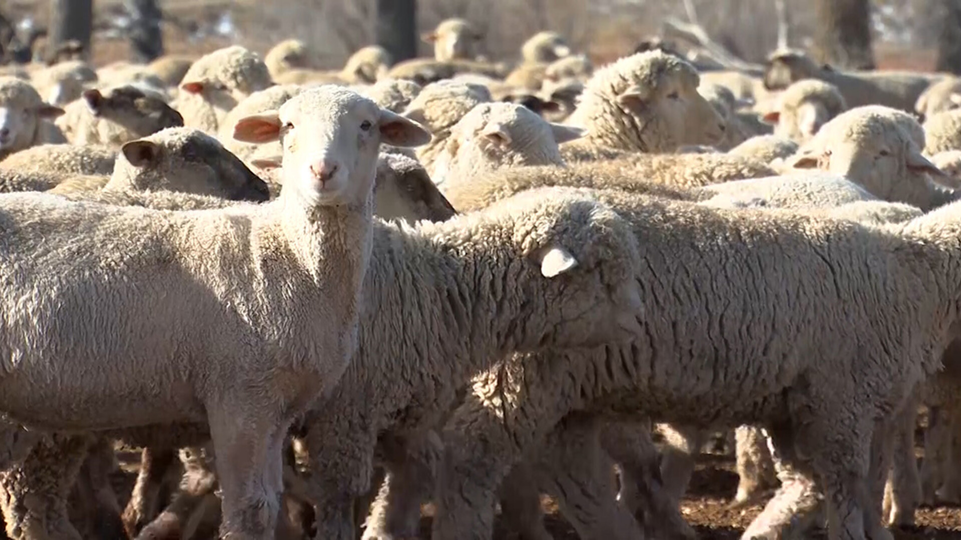 Sheep Producers in Colorado for ASI Annual Convention