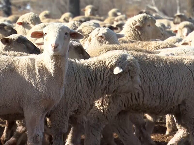 Sheep Producers in Colorado for ASI Annual Convention