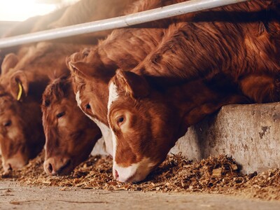 Proposed ESG Reporting In the Cattle Industry