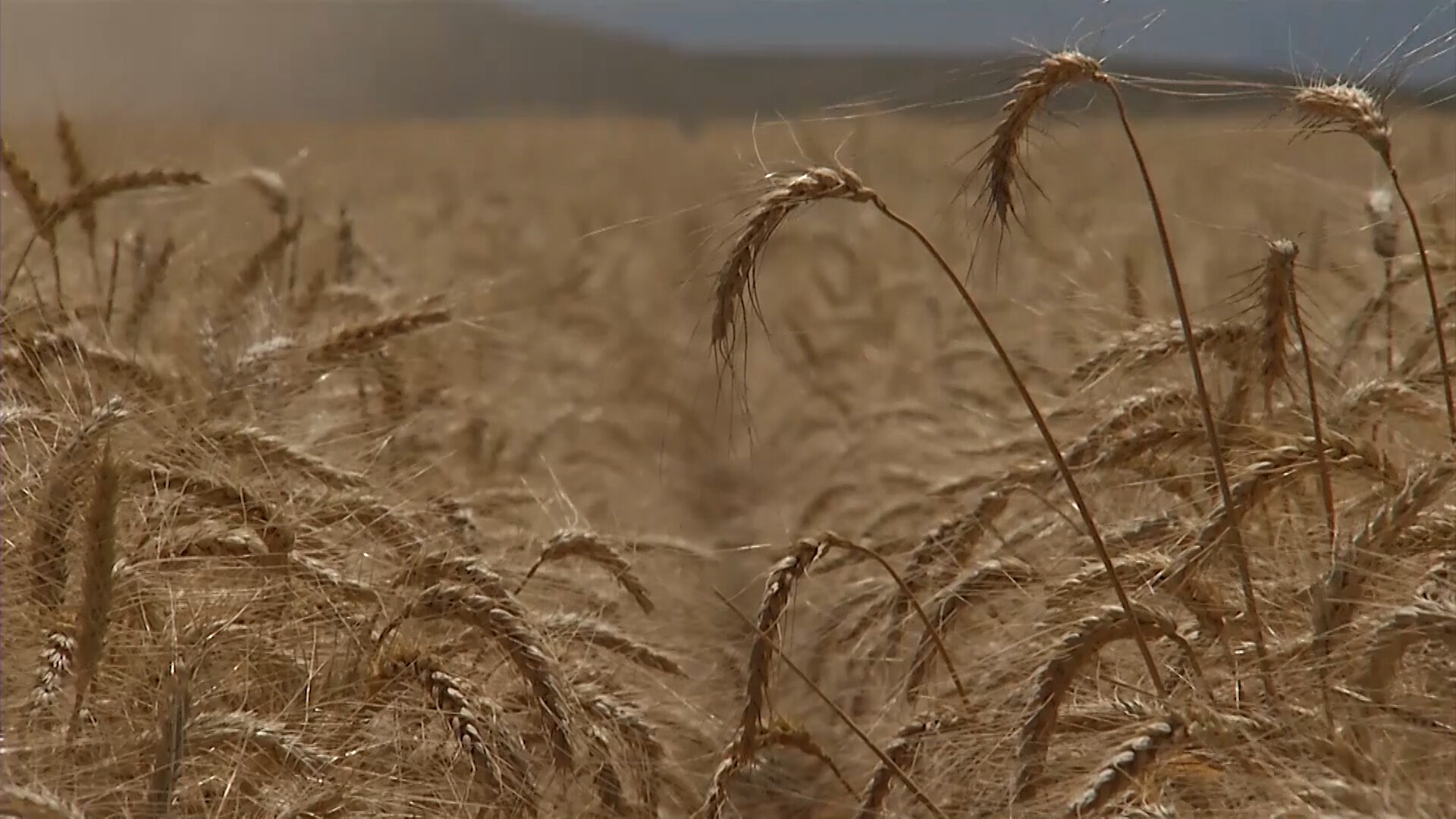 U.S. Wheat Imports Reach 6-year High