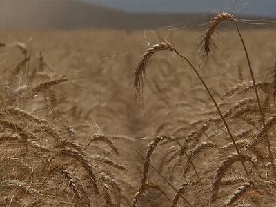 U.S. Wheat Imports Reach 6-year High