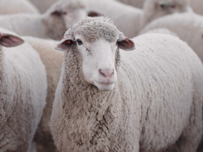 Opportunities with American Wool