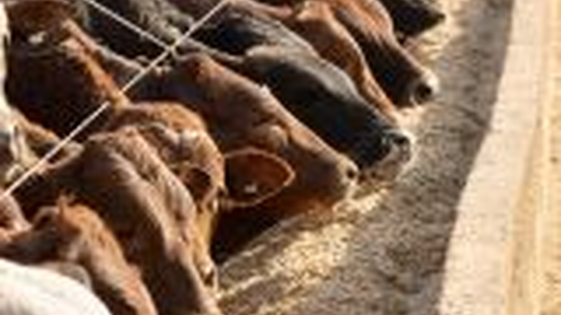 R-CALF USA Will Keep Pushing on the Farm Bill
