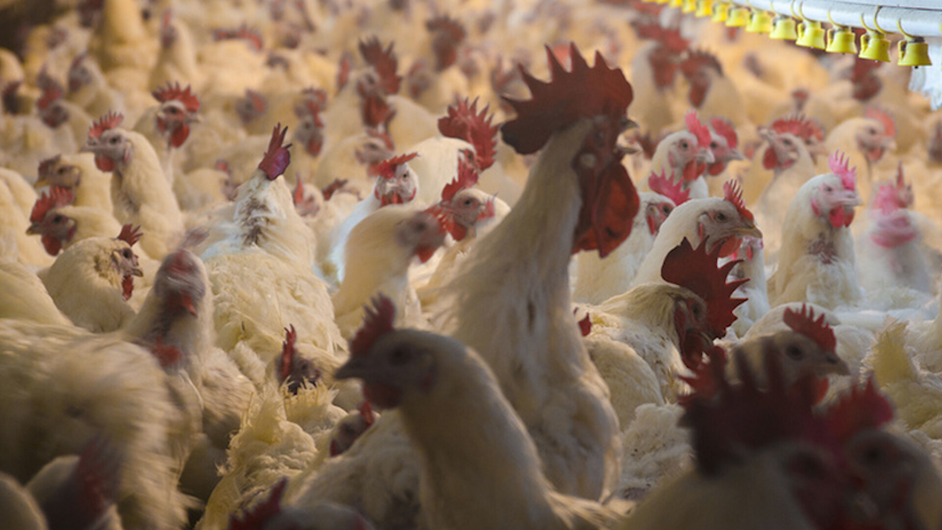 USDA Resource to Help Poultry Contracting and Tournaments Compliance